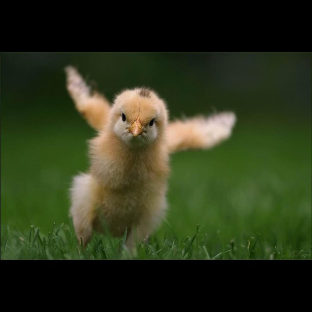 Meet your Posher, Kari